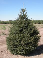 Norway Spruce